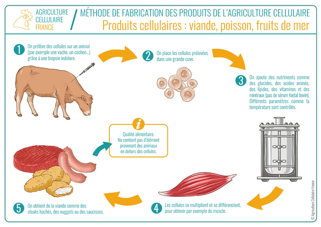 Processus viande cultivée