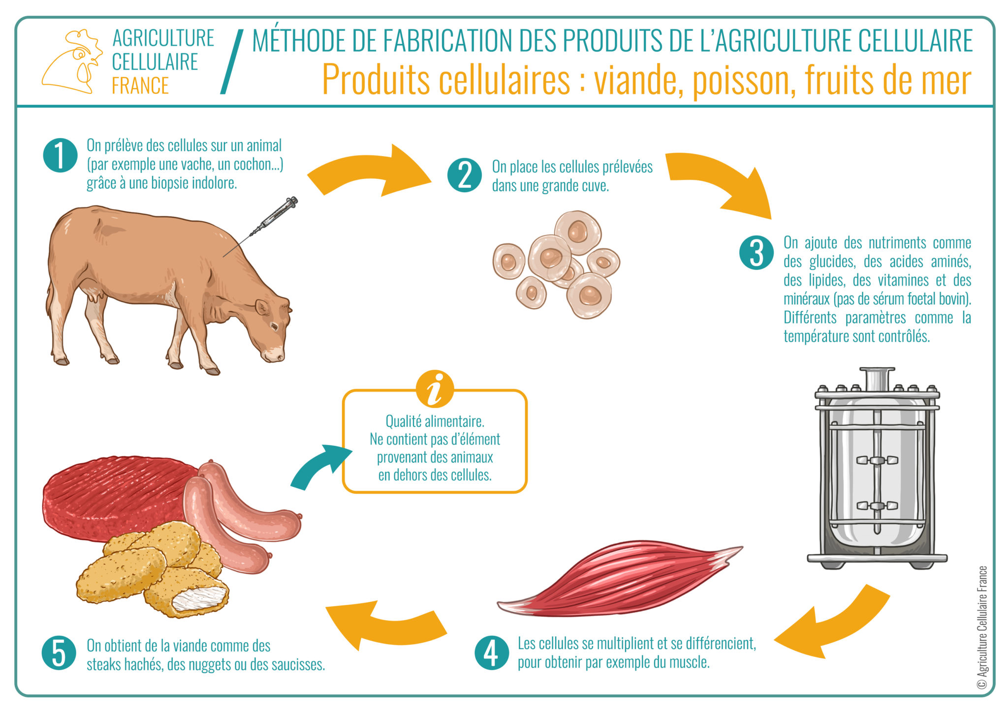 Comment La Viande Cultivée Est-elle Produite ? - Agriculture Cellulaire ...